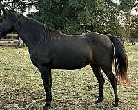 trail-riding-tennessee-walking-horse