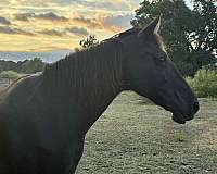 black-tennessee-walking-mare