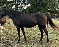 black-athletic-horse