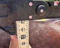 gaited-tennessee-walking-horse