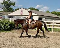 all-around-warmblood-horse