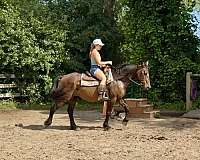 athletic-warmblood-horse