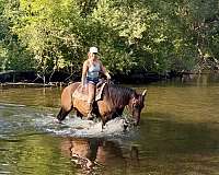 driving-warmblood-horse