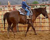 all-around-paint-horse