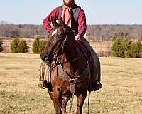 breeding-paint-horse