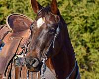 gymkhana-paint-horse