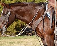 horsemanship-paint-horse