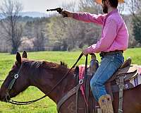 ranch-paint-horse