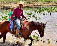 ranch-work-paint-horse
