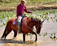 ridden-western-paint-horse