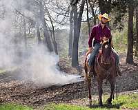 show-experience-paint-horse
