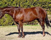chestnut-star-horse