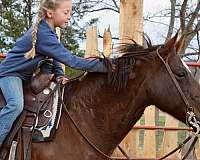 trained-paint-horse