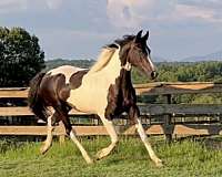 dressagemare-warmblood-horse