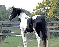 pintowbx-horse