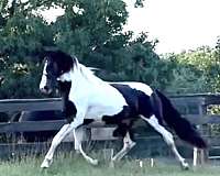 dressagemare-horse