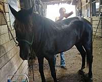 bombproof-tennessee-walking-pony