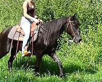 smooth-tennessee-walking-pony