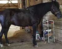 stocky-tennessee-walking-pony