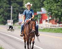 athletic-quarter-horse