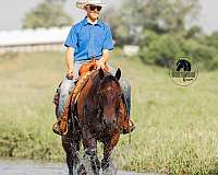 flashy-quarter-horse