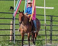 husband-safe-quarter-horse