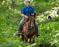 parade-quarter-horse