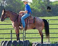 performance-quarter-horse
