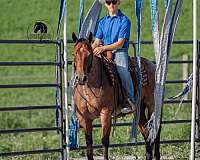 ranch-quarter-horse