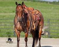ranch-versatility-quarter-horse