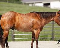 roping-quarter-horse