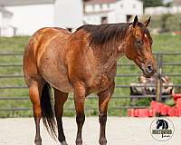 show-quarter-horse