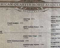 ranch-work-quarter-horse
