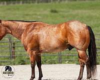 trail-quarter-horse