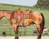 trail-riding-quarter-horse