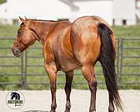 western-riding-quarter-horse
