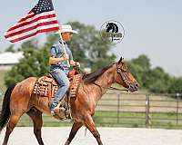 working-cattle-quarter-horse