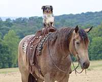 all-around-percheron-horse