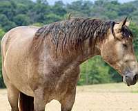 buckskin-percheron
