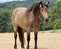 athletic-percheron-horse