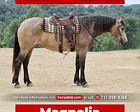 buckskin-percheron-mare