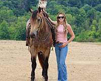 cross-percheron-horse