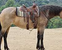 draft-percheron-horse