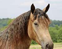 flashy-percheron-horse