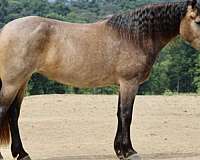 jumping-percheron-horse
