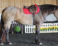 parade-percheron-horse