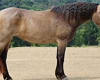 ridden-english-percheron-horse