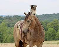 ridden-western-percheron-horse