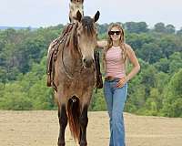 show-percheron-horse