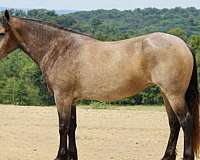 trail-percheron-horse